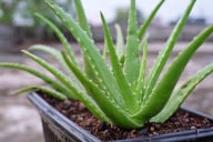 Aloe Vera Leaf Extract